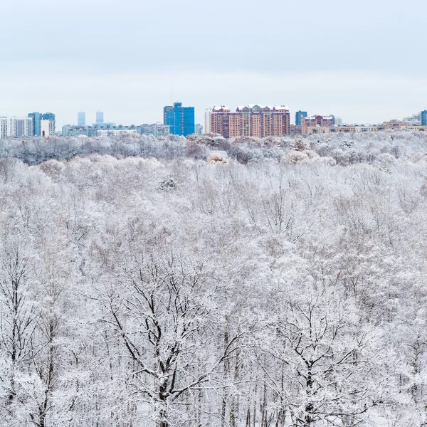 Duby v lesích a město v zimě sněhové — Stock fotografie