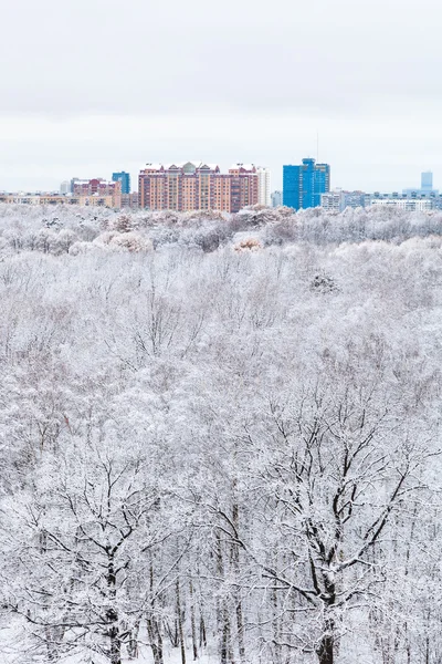 Robles de nieve en el bosque y la ciudad en el día de invierno —  Fotos de Stock