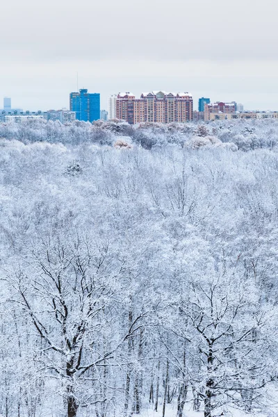 雪橡树在树林和镇在冬天的早晨 — 图库照片