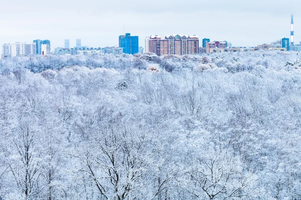 Ciudad y bosque de nieve en azul mañana de invierno —  Fotos de Stock