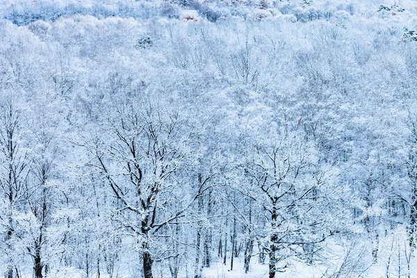Bosque de nieve en azul frío invierno mañana —  Fotos de Stock
