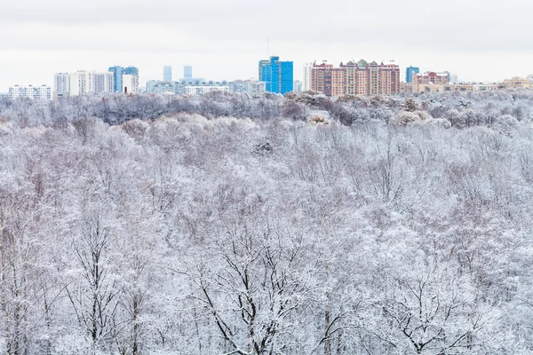 Snö skog och stadens byggnader vintertid — Stockfoto