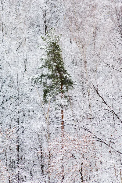 冬の白い雪の森の中の緑の松の木 — ストック写真