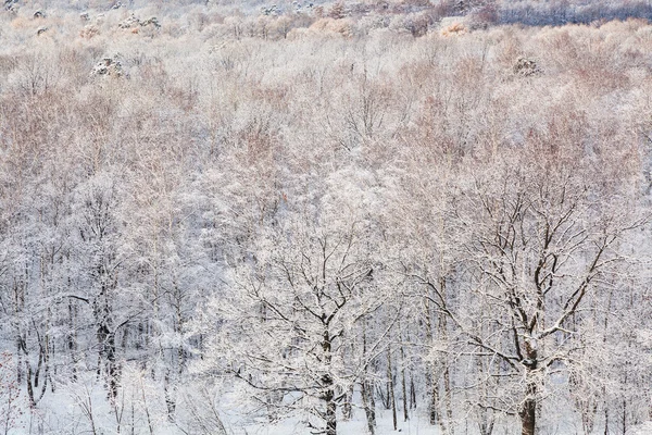Querce da neve nella foresta ghiacciata in inverno — Foto Stock