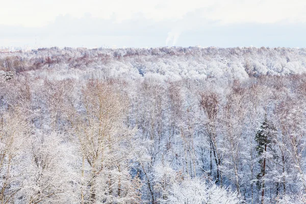 冬天森林里的雪树 — 图库照片