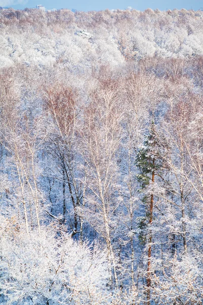 Pino verde en el bosque de nieve iluminado por el sol —  Fotos de Stock