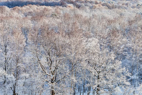 Snow covered oak trees in snow forest in winter — Stock Photo, Image