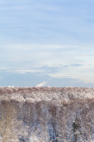 Blå moln på blå himmel över snö skog — Stockfoto