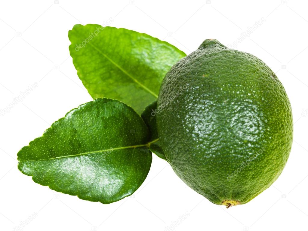 fresh green kaffir lime fruit with leaves isolated
