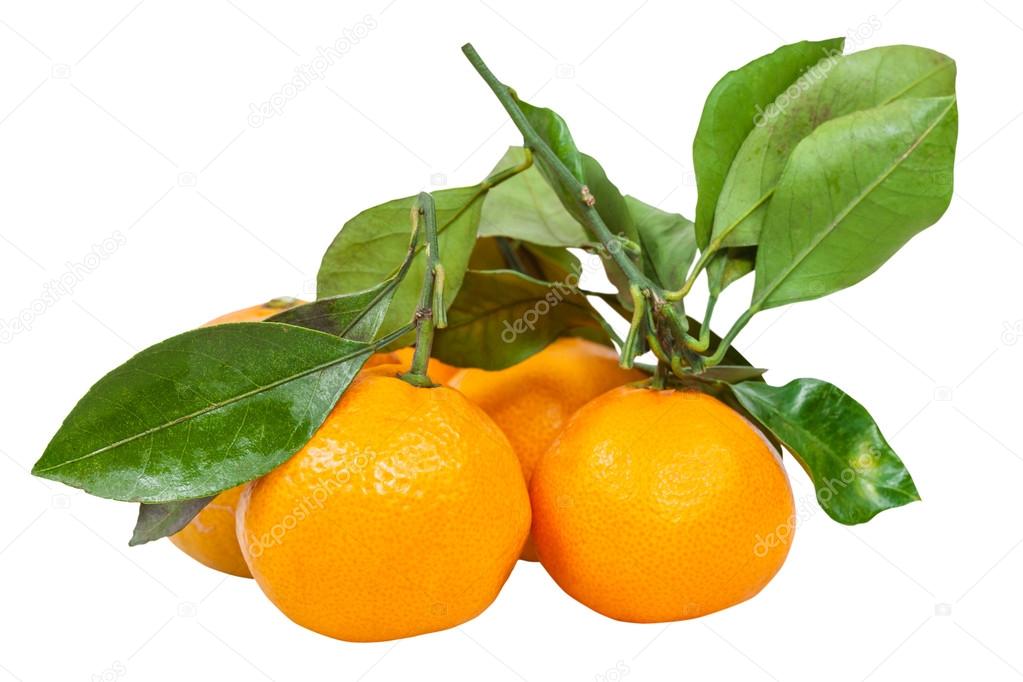 twigs with fresh ripe abkhazian mandarins isolated