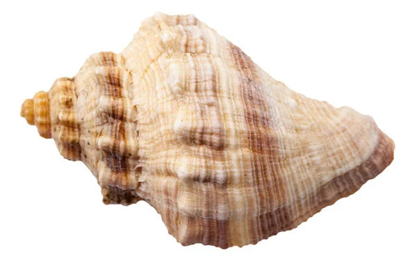 Concha espiral de grande molusco do mar caracol isolado — Fotografia de Stock