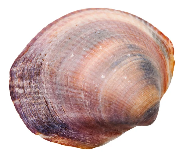 Mollusco venere marino guscio isolato su bianco — Foto Stock