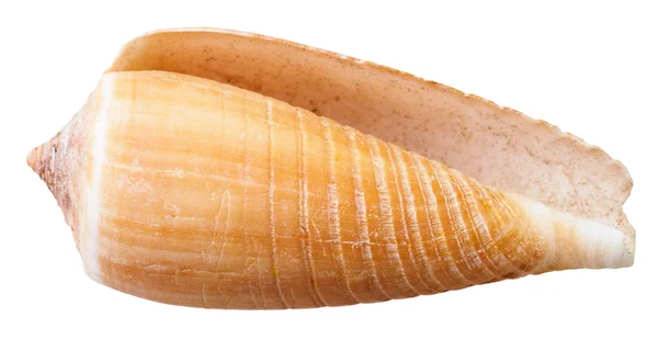 Concha de molusco vazia de caracol de cone de mar isolado — Fotografia de Stock
