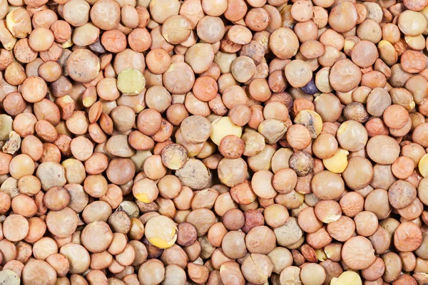 生茶レンズ豆の種をクローズ アップ — ストック写真