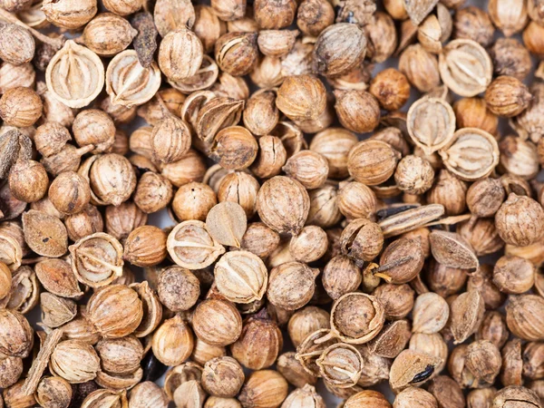 Muchas frutas secas de cilantro — Foto de Stock