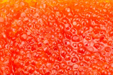 blueback somon tuzlu balık kırmızı havyar yakın çekim