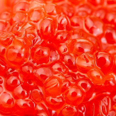 blueback Somon Balık kırmızı havyar yakın çekim