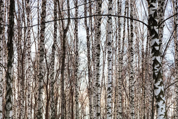 Blote witte berk trunks in winter forest — Stockfoto