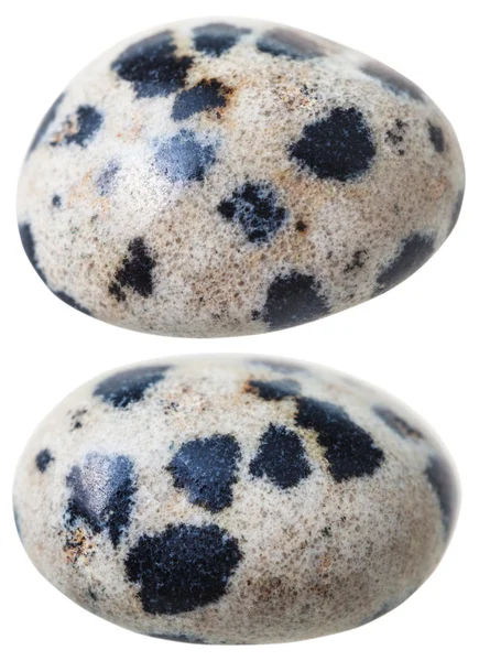 Deux pierres précieuses de jaspe dalmate (pierre dalmate) — Photo
