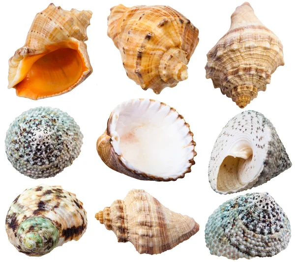 Set of spiral shells of sea mollusc snails — Stock Photo, Image