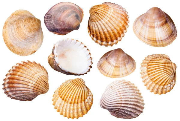 Aantal clam weekdieren schelpen geïsoleerd op wit — Stockfoto