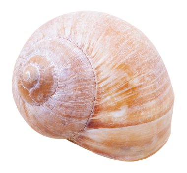 yumuşakça kabuğu gastropod salyangoz izole
