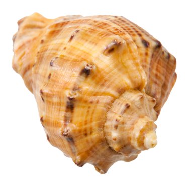 spiral shell of big sea mollusc snail isolated
