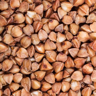 ham buğday tohumu yakın çekim