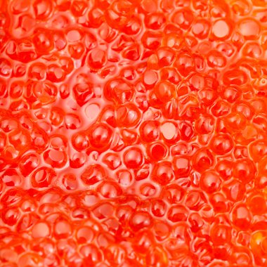 kırmızı somon balık kırmızı havyar yakın çekim