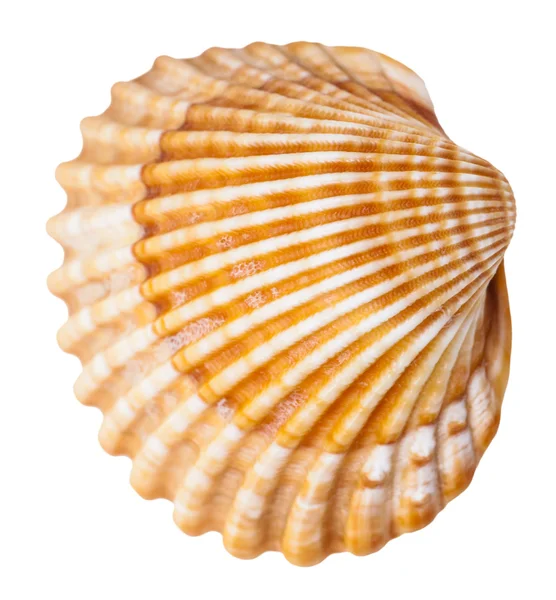 Mollusco mollusco guscio isolato su bianco — Foto Stock