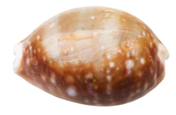 Guscio di mollusco cappuccio isolato su bianco — Foto Stock