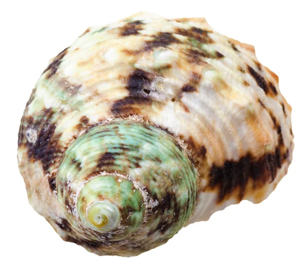 Spiral shell havet blötdjur snigel på nära håll — Stockfoto