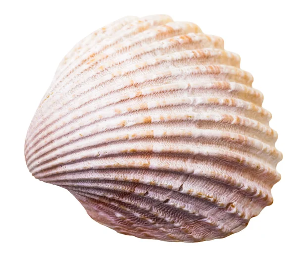 Sea clam mollusk shell isolated on white — Stock Photo, Image