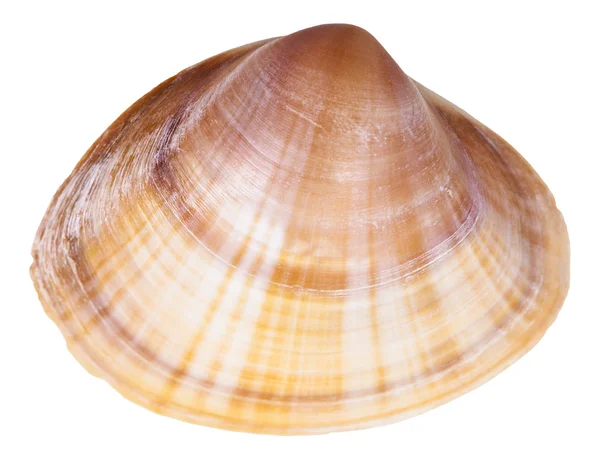 Clam kagyló héj közelről, elszigetelt fehér — Stock Fotó