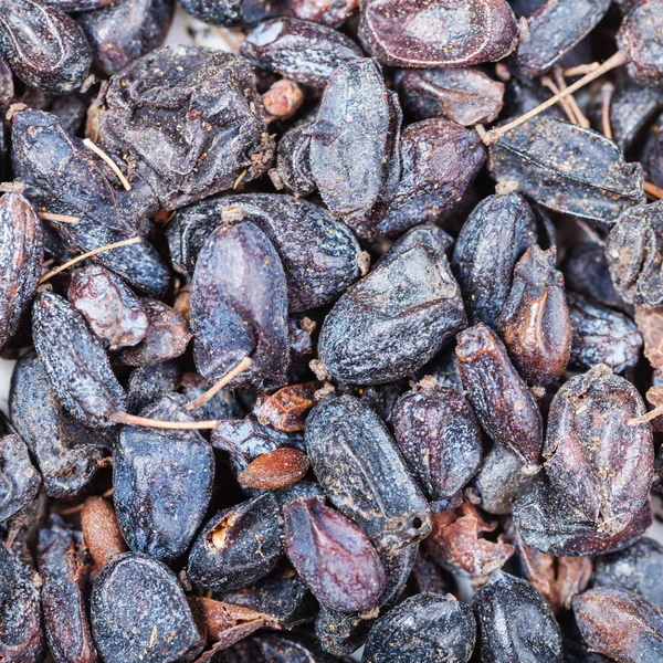 Viele getrocknete schwarze Berberis-Früchte — Stockfoto
