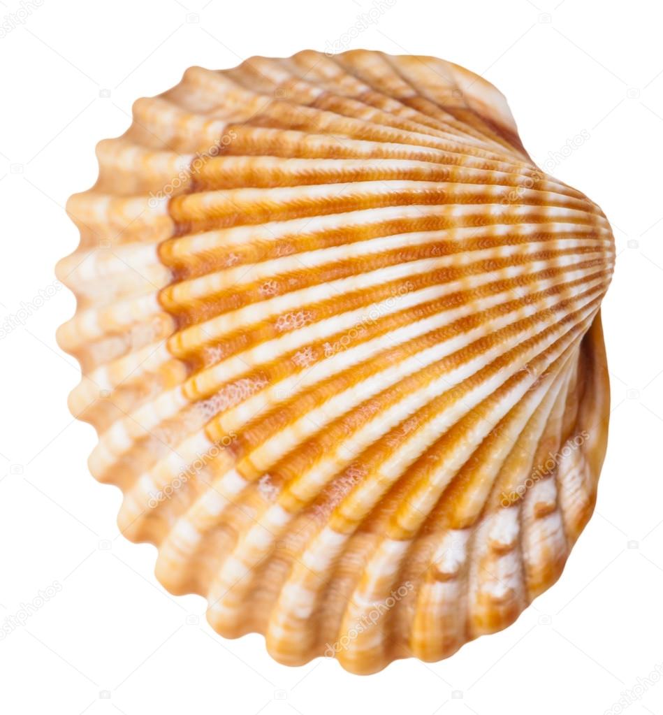 clam mollusk shell isolated on white