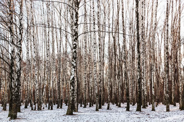 Boschetto di betulla in giorno invernale freddo — Foto Stock