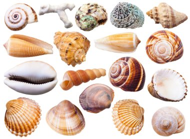 çeşitli yumuşakça kabuğu üzerinde beyaz izole kümesi