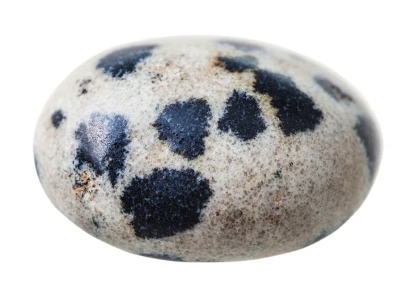 Espécimen de jaspe dálmata (piedra dálmata ) — Foto de Stock