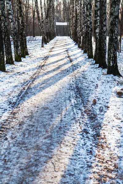 Vicolo di neve diritta in betulla boschetto in inverno — Foto Stock