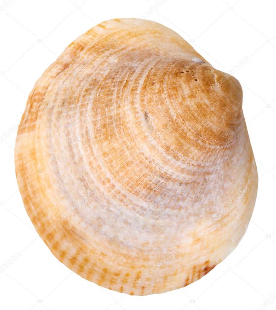 sea venus clam mollusk shell isolated on white