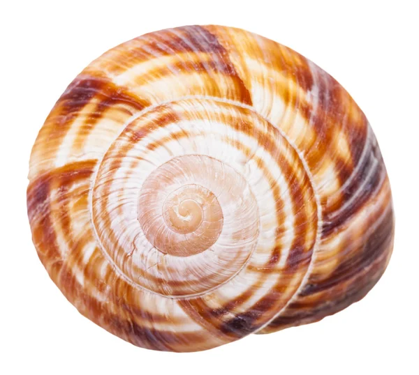 Concha molusco espiral de caracol terrestre isolado — Fotografia de Stock