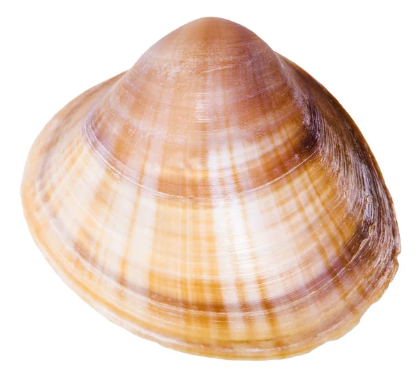 Shell škeble měkkýš zblízka, izolované na bílém — Stock fotografie