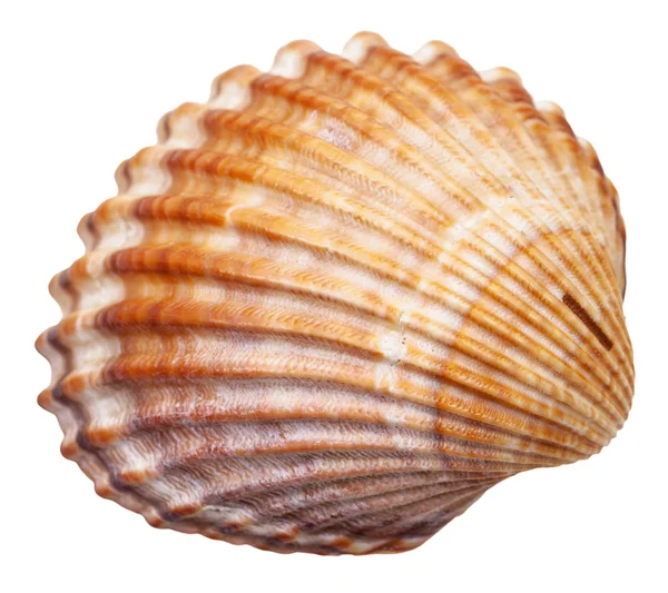 Guscio di mollusco bivalvia isolato su bianco — Foto Stock