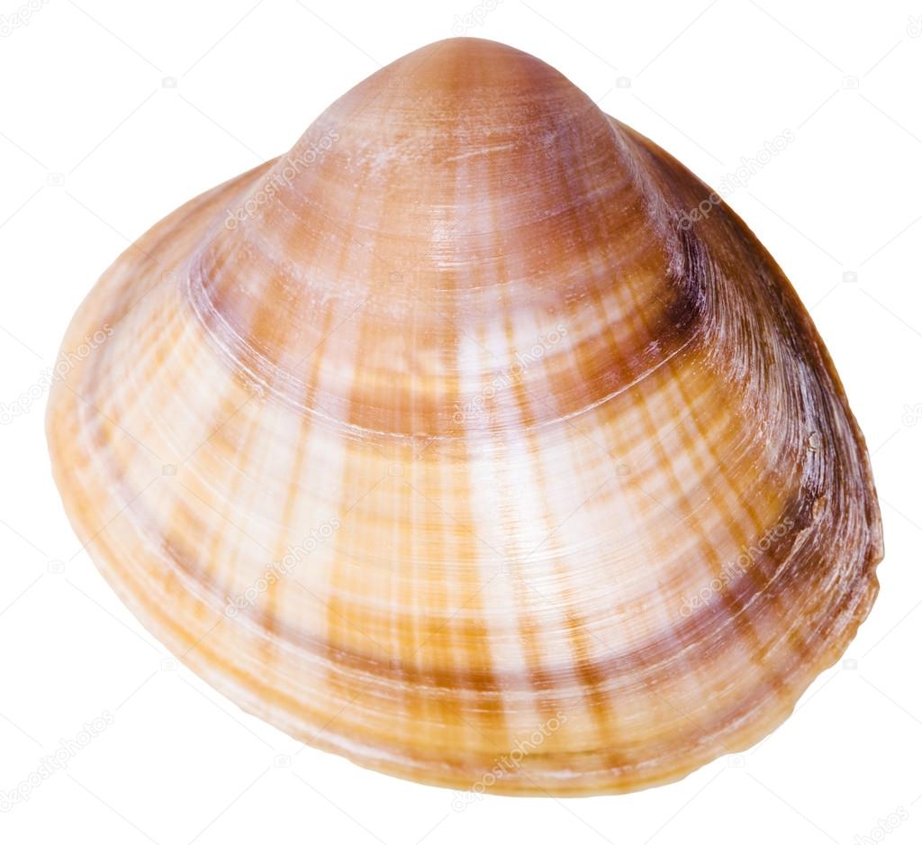 shell of clam mollusk close up isolated on white