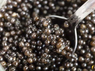 spoon scoops black sturgeon caviar from glass jar clipart