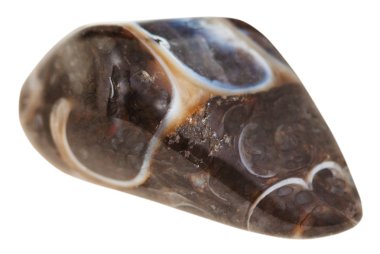 tumbled turitella fossil natural gem stone clipart