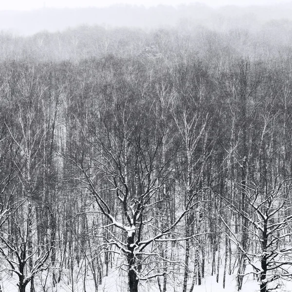 冬天森林里降雪中的光秃秃的树 — 图库照片