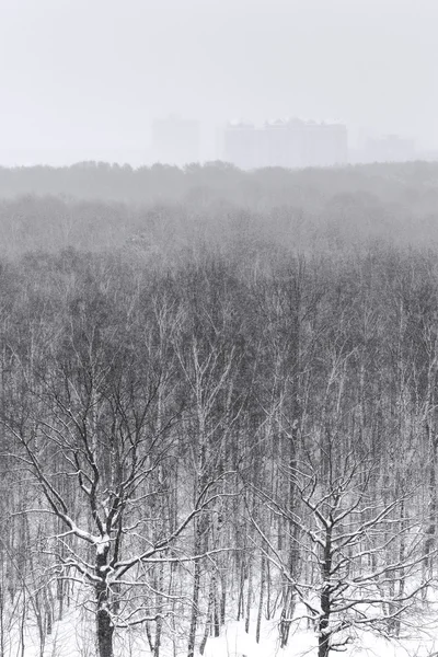 Snöfall över city park skogen vintertid — Stockfoto