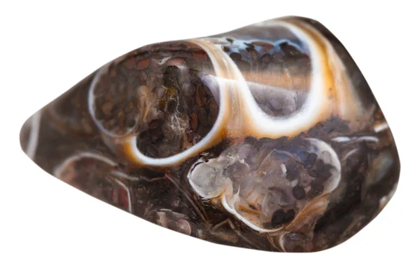 Guijarro de turitella fósil piedra de gema natural — Foto de Stock